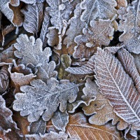 winter leaves