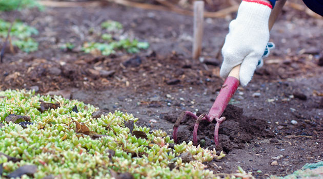 soil