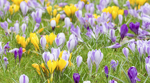 bulbs on lawns