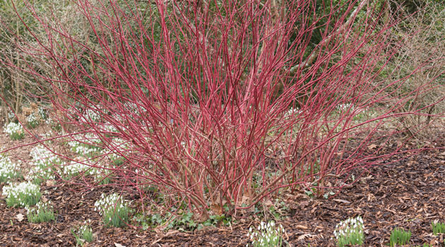 dogwood willow spring