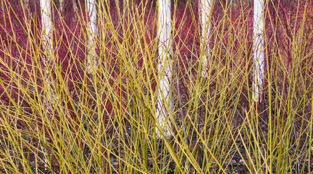dogwood and birch