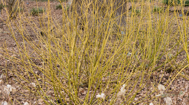 yellow dogwood