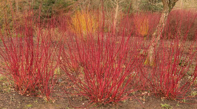 red dogwood