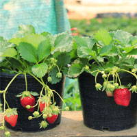 strawberries