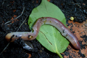 earth worms
