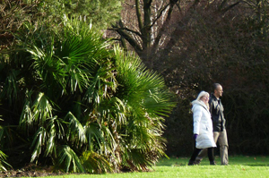 hardy palms