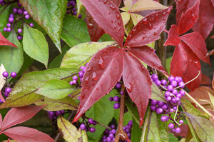 autumnal leaves