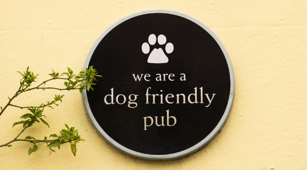Dog-friendly