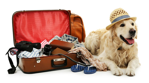 Taking your dog on holiday