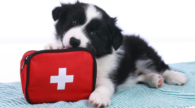 First Aid puppy