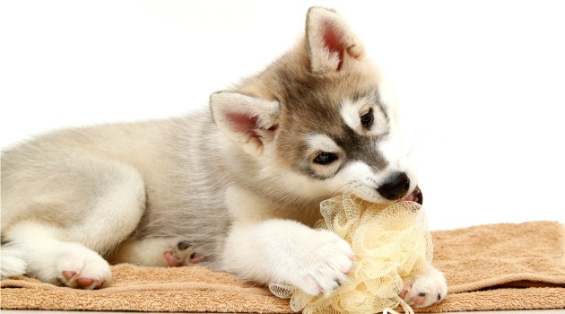 Husky puppy