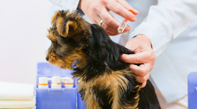 Dog vaccinations