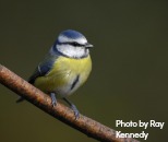 Big Garden Birdwatch blue tit