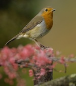 robin