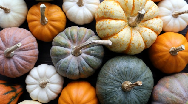 pumpkins and squashes