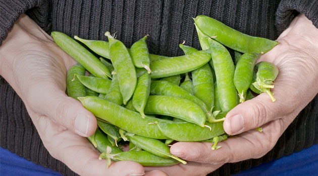 fresh peas