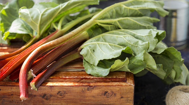 fresh rhubarb