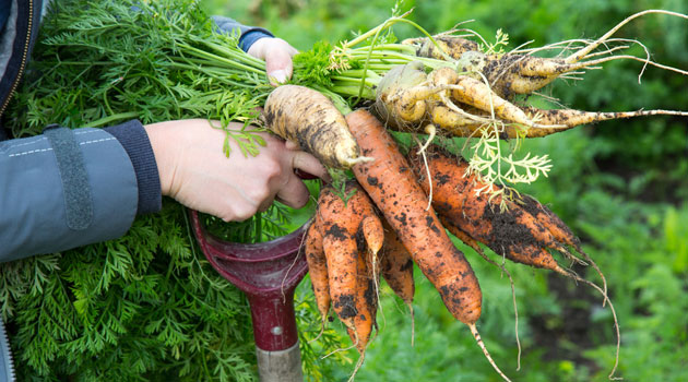 growing vegetables
