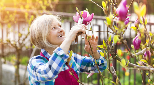 how to prune