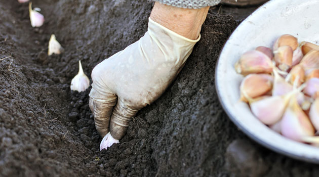 planting garlic