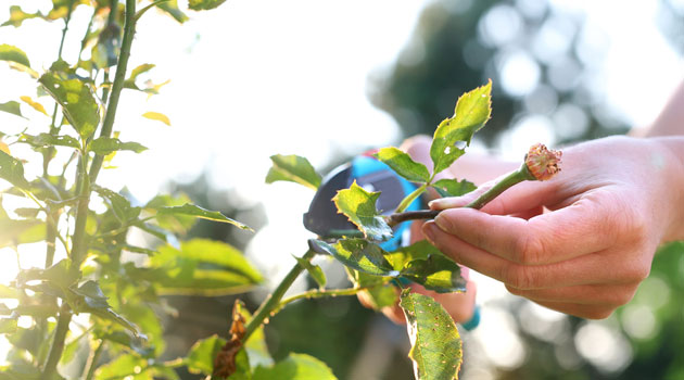 pruning roses