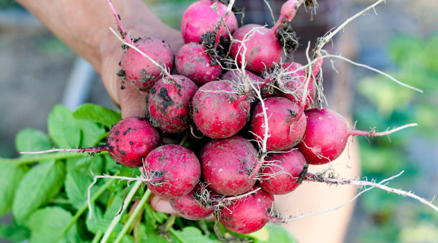 radishes