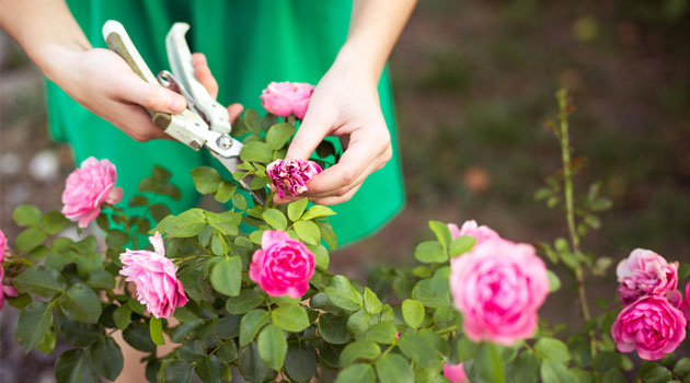rose care