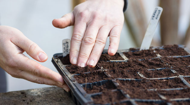 sowing seeds