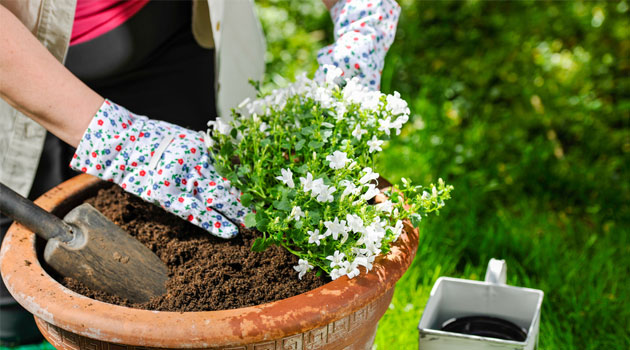 summer planting