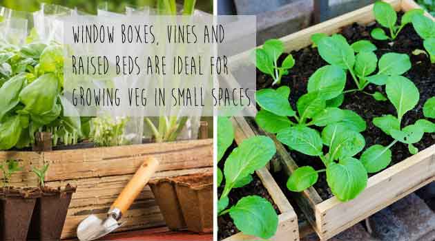 vegetable garden grow your own ideas
