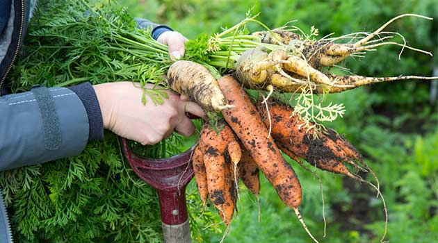 allotment ideas