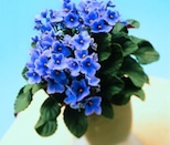 African violet