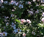 Japanese Anenomes