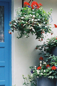 Hanging baskets