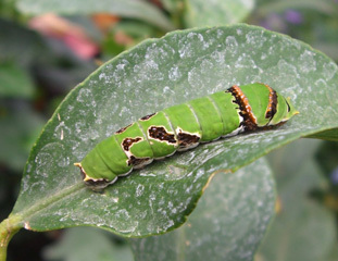 caterpillar