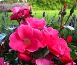 Roses