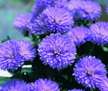 Daisies and asters