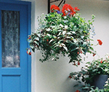 hanging baskets