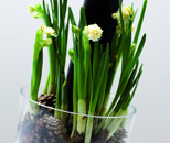 Bulbs