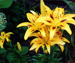 Lilies