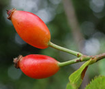 Rose hips