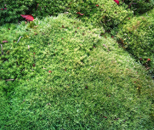 Moss