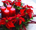Poinsettia