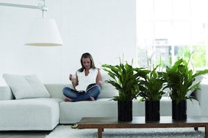 Plants for New Year