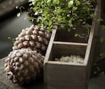 Pine cones