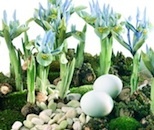 Mini iris