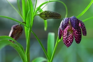 Fritillary
