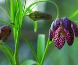 Fritillary
