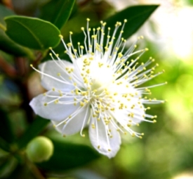 myrtle flower