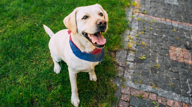 guide dog